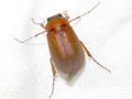 Serica brunnea